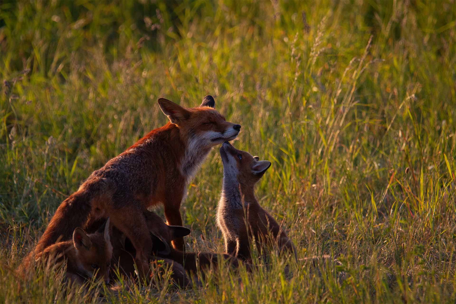 Denat Lahi. Räv. Fox. www.denatlahi.com