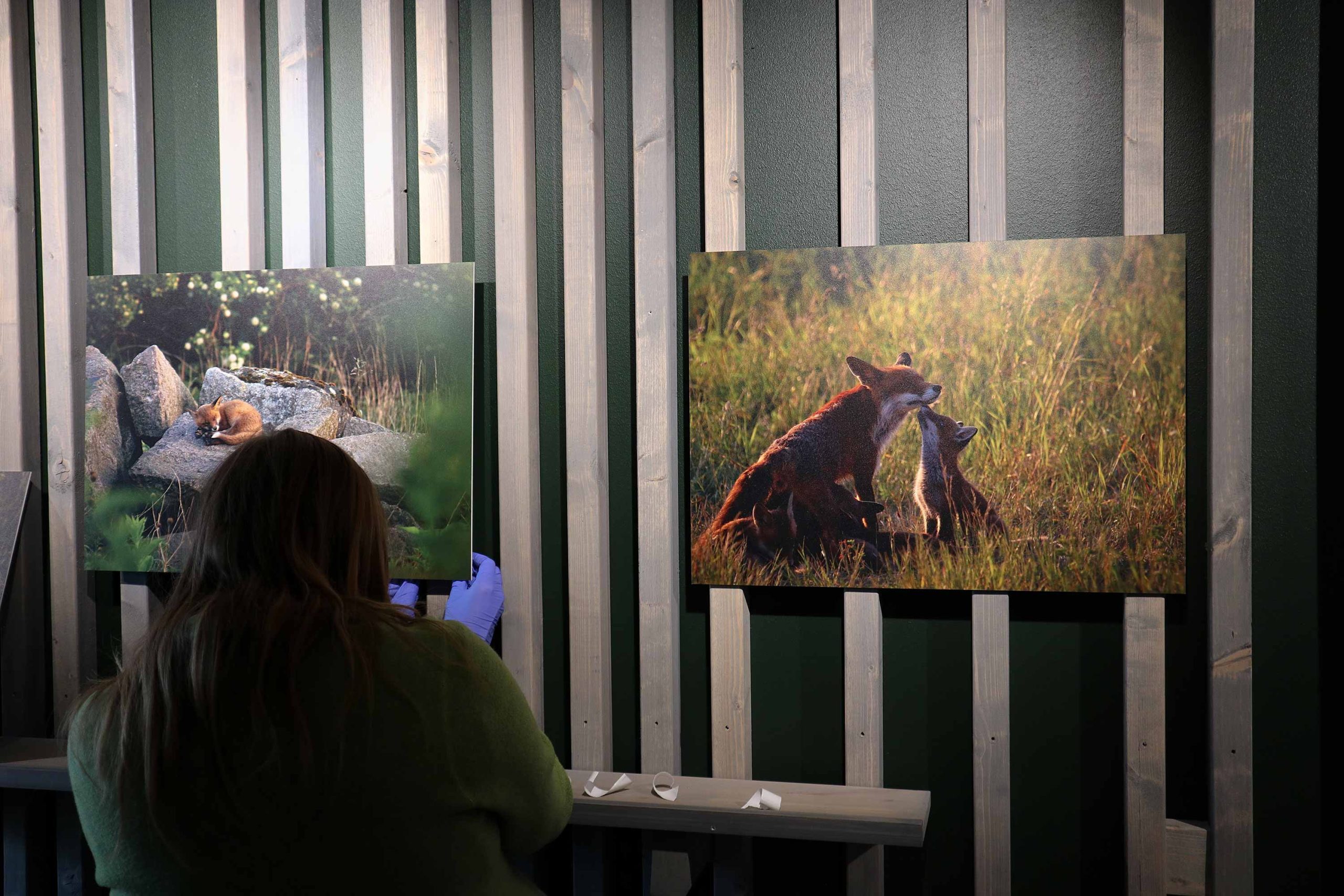 Prints Denat Lahi wildlife photohgraphy