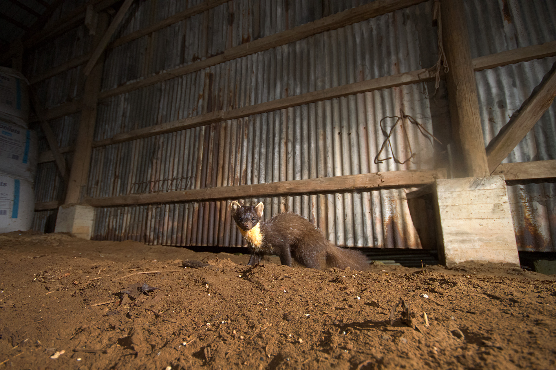 A Pine Marten in a abandonded barn, photographed by wildlife photographer Denat Lahi.