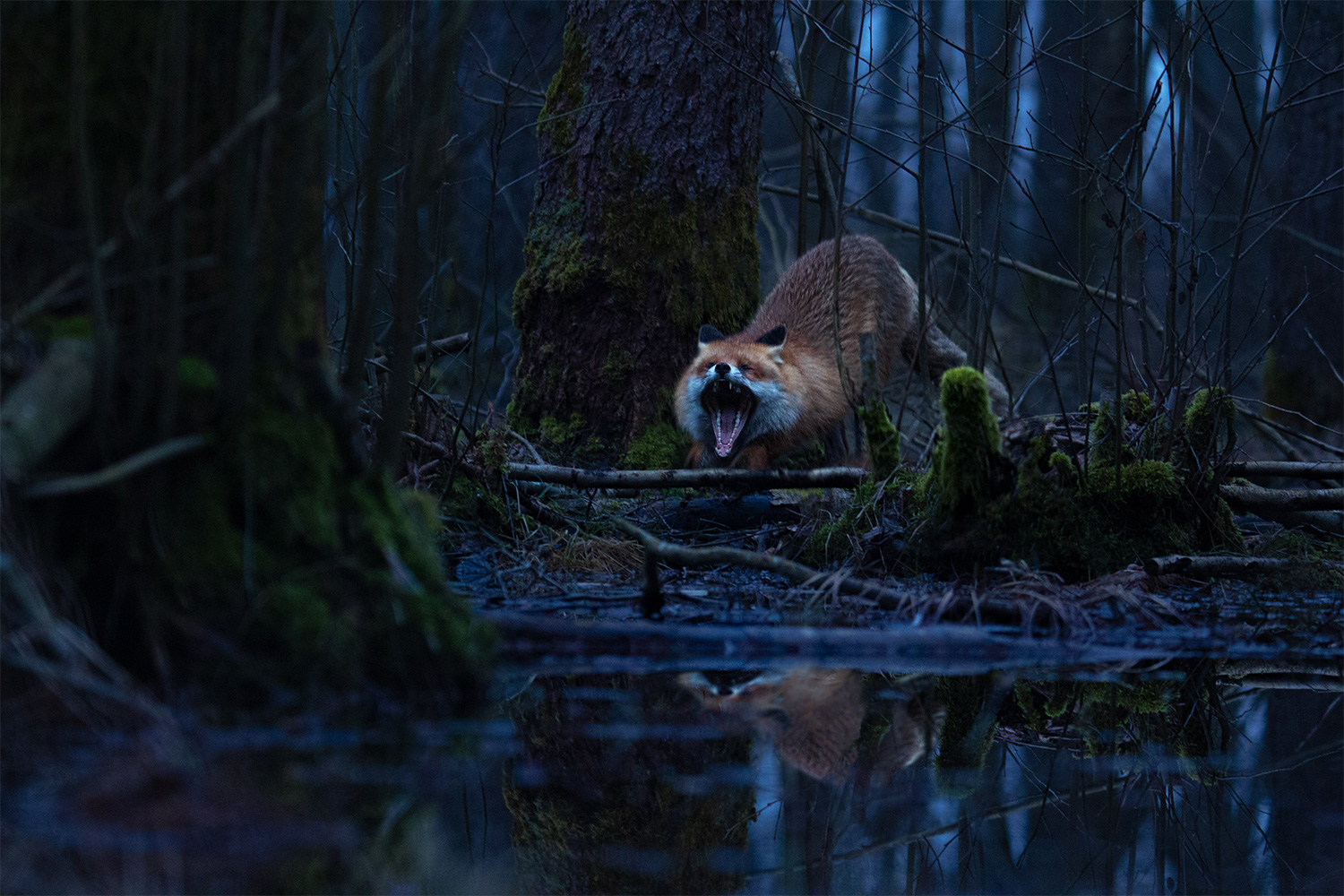 A fox yawns in a deep blue forest, photographed by wildlife photographer Denat Lahi.