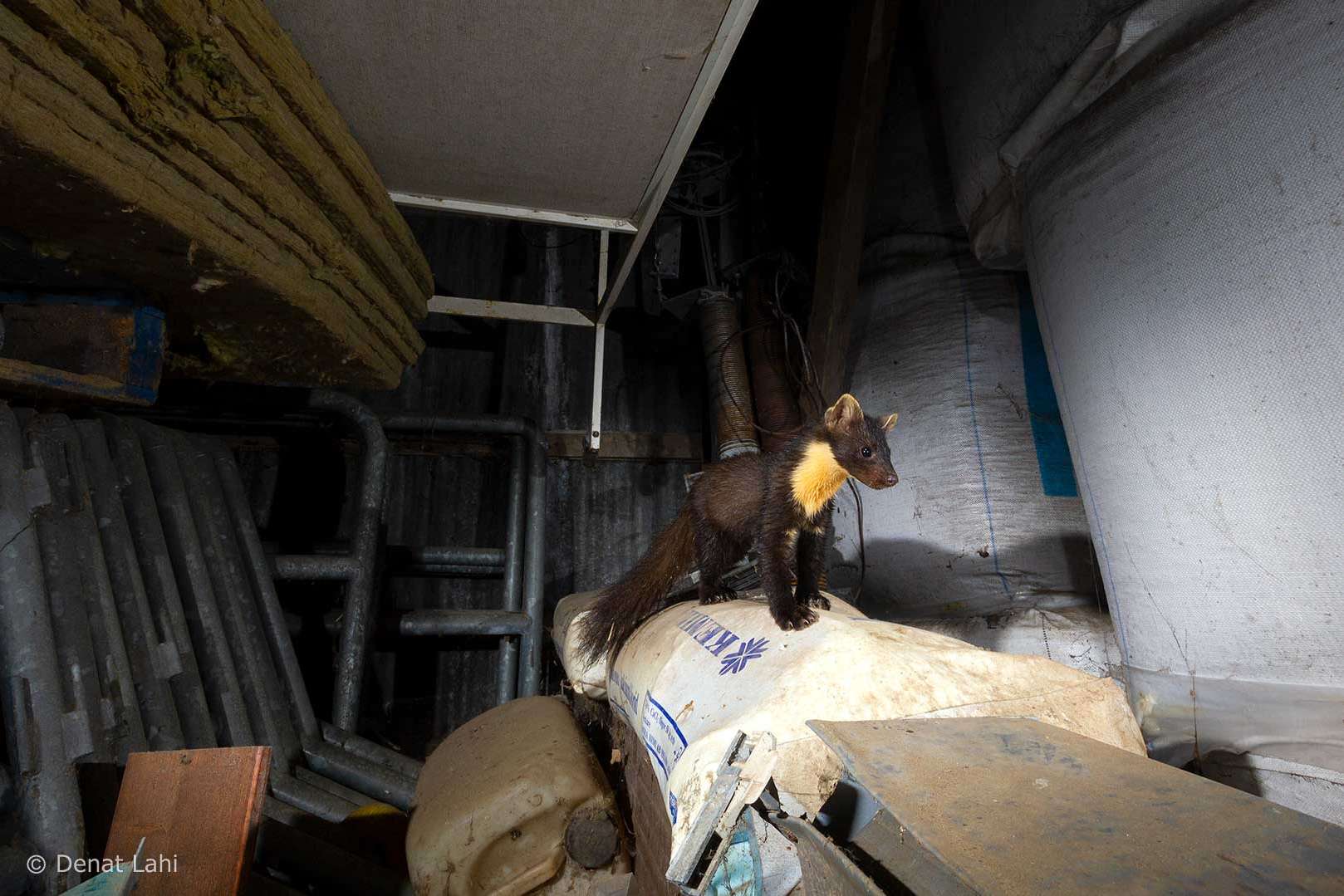 Denat Lahi. Pine Marten. Skogsmård. www.denatlahi.com