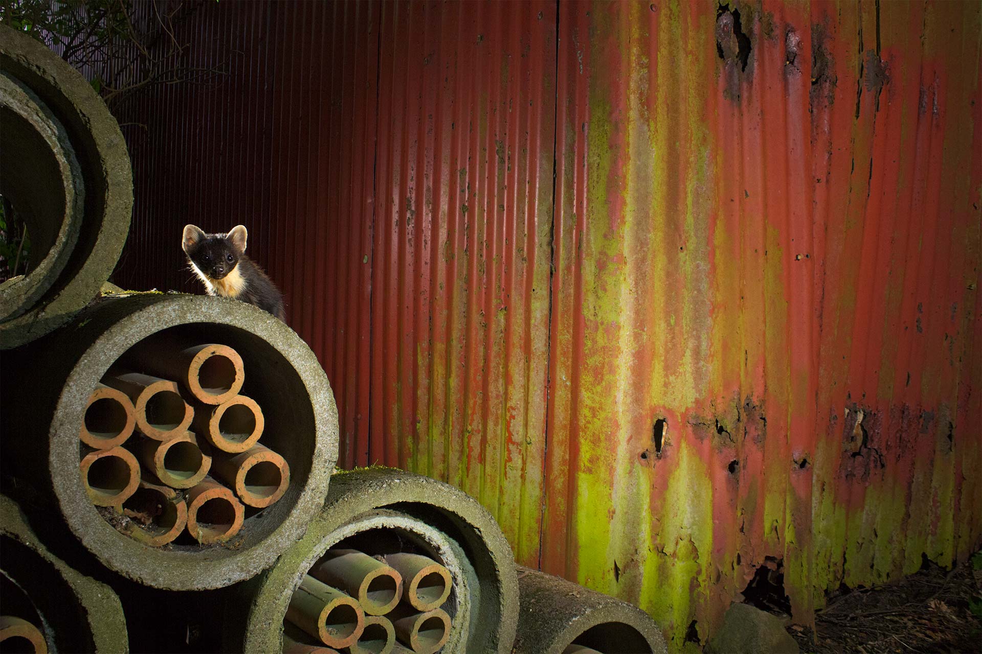 Denat Lahi pine marten. Denat Lahi skogsmård. Denat lahi bästa bild