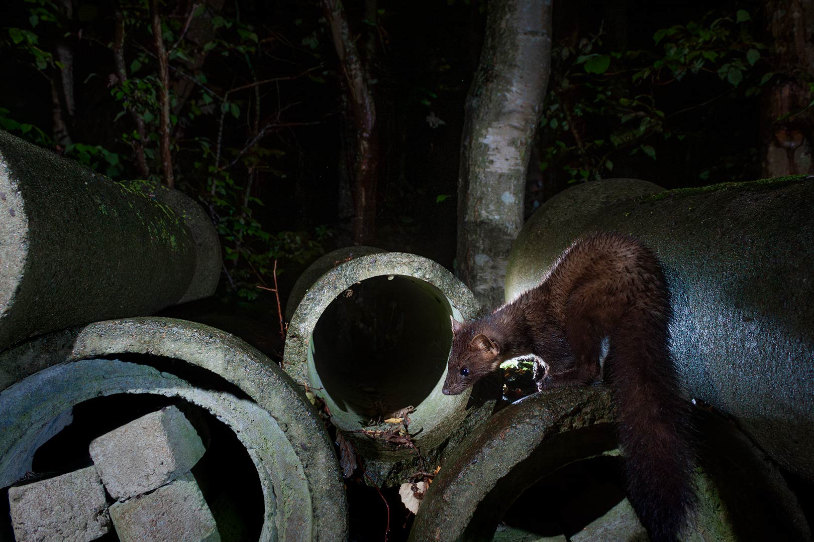 Denat Lahi Pine marten