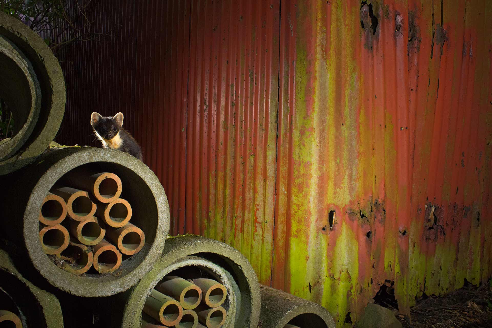 Denat Lahi Pine Marten