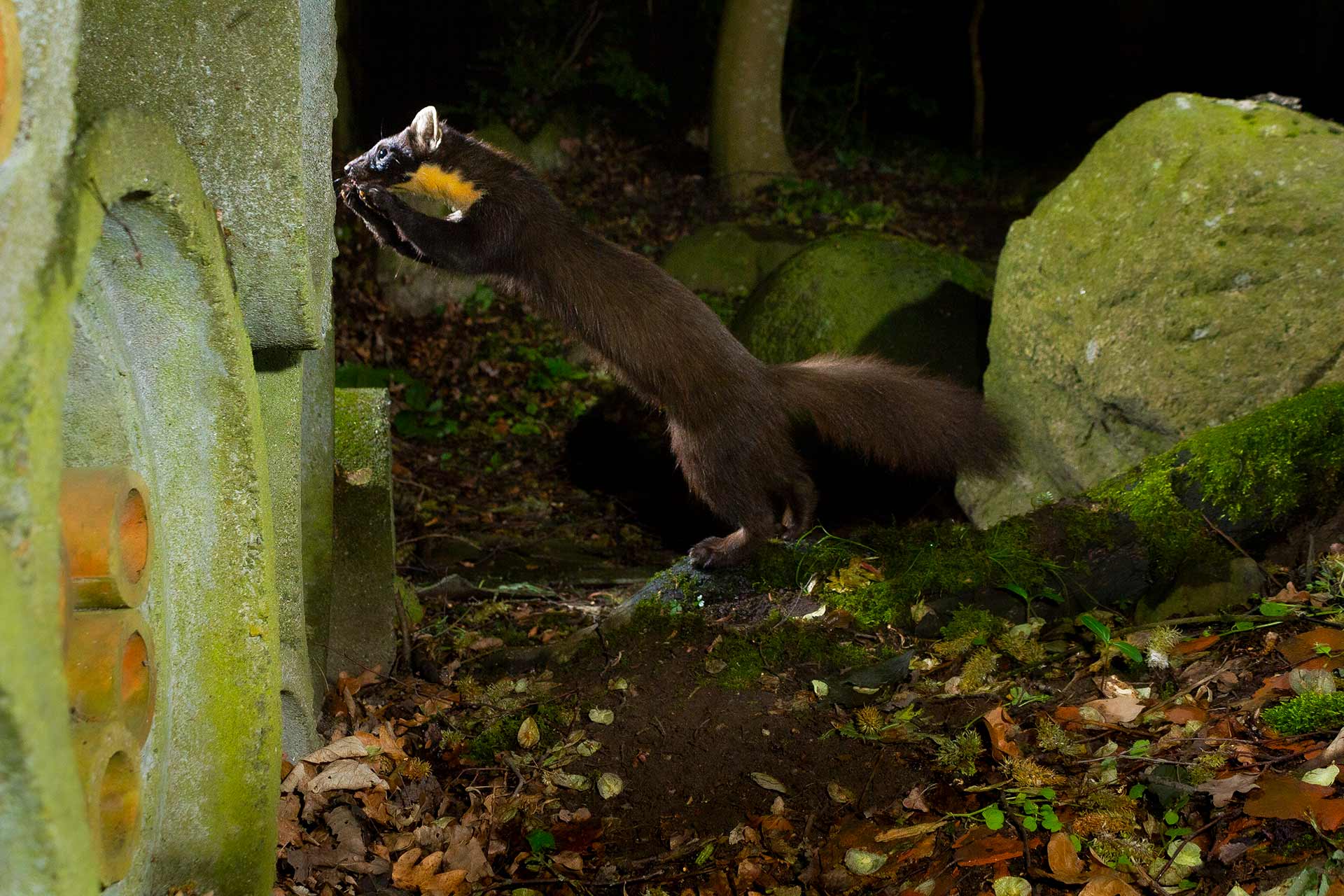 Denat Lahi. Pine Marten. Skogsmård. www.denatlahi.com